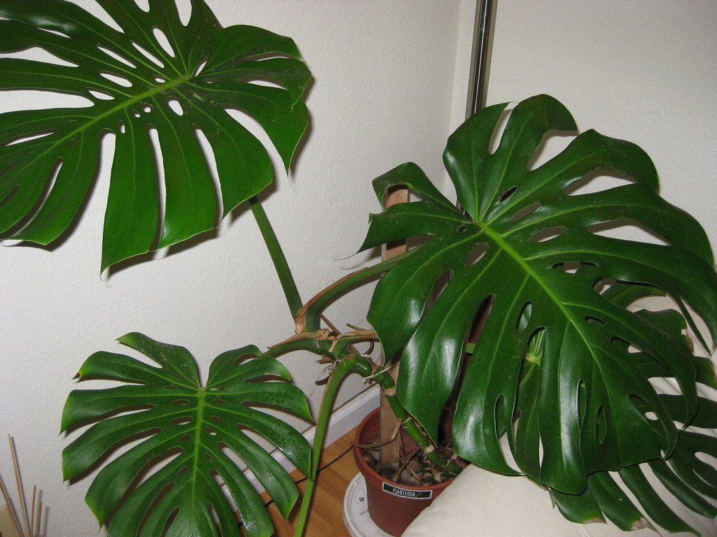 Houseplant - HD Wallpaper 