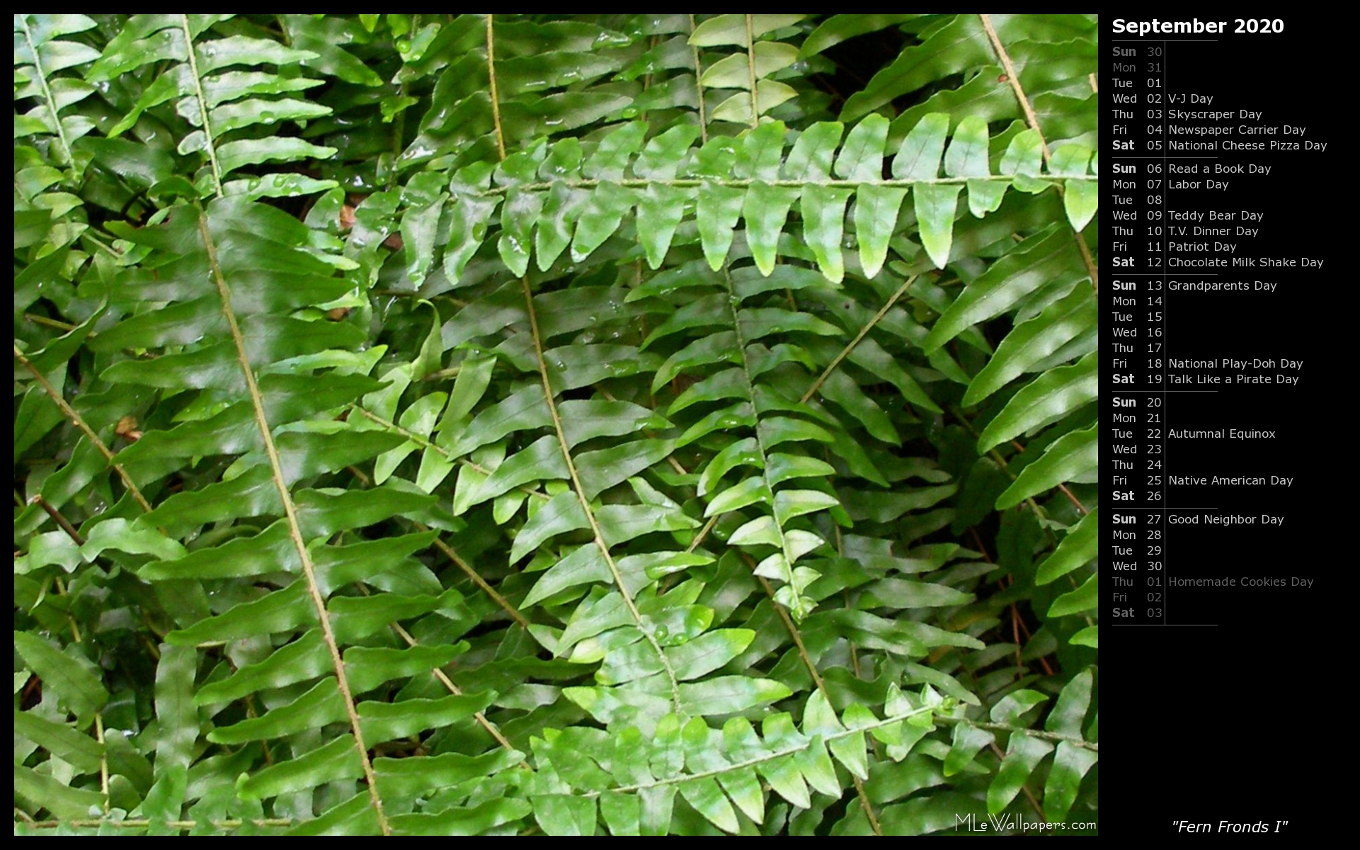 Fern Fronds I - Fern - HD Wallpaper 