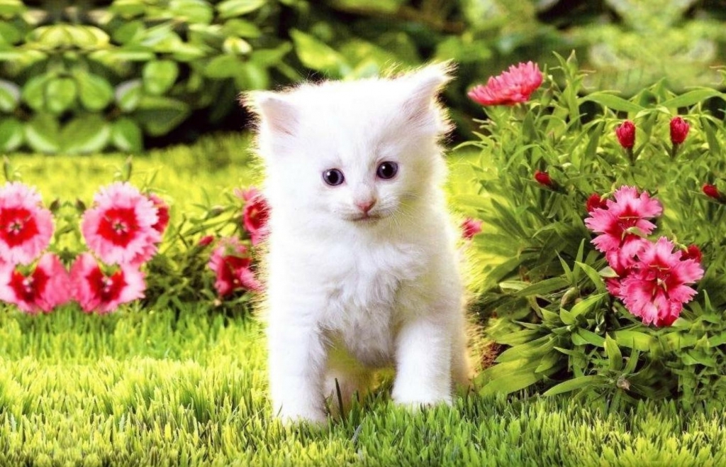 Beautiful Cat - HD Wallpaper 