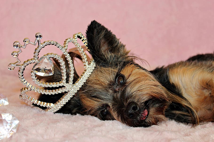 Yorkshire Terrier, Dog, Crown, Nice, Cute, Mammal, - Cute Dog Crown - HD Wallpaper 