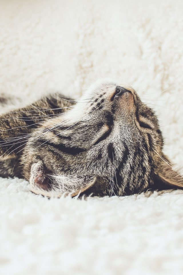 Cute Cat Sleeping Wallpaper Iphone - HD Wallpaper 