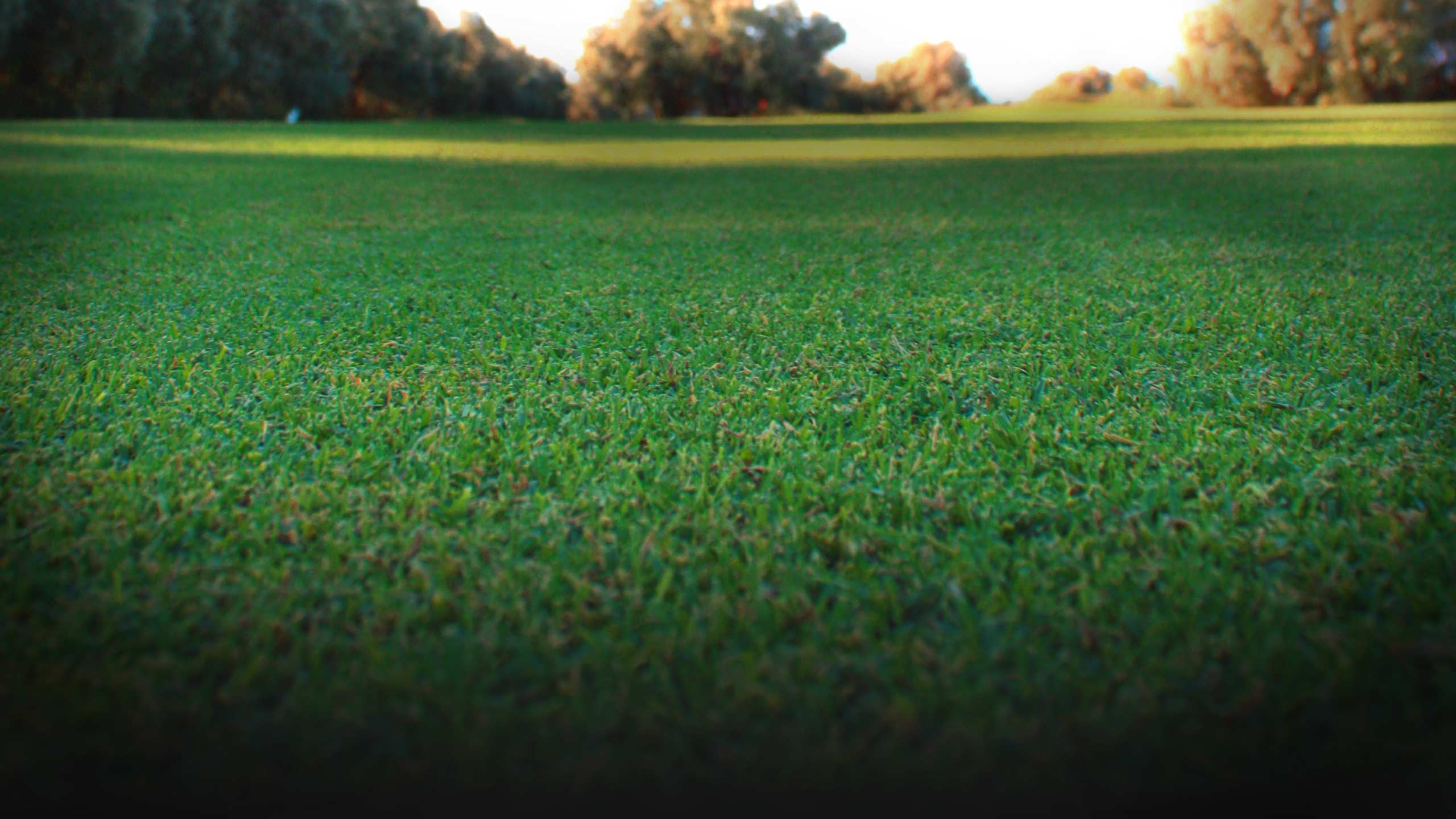 Pest Control - Lawn - HD Wallpaper 