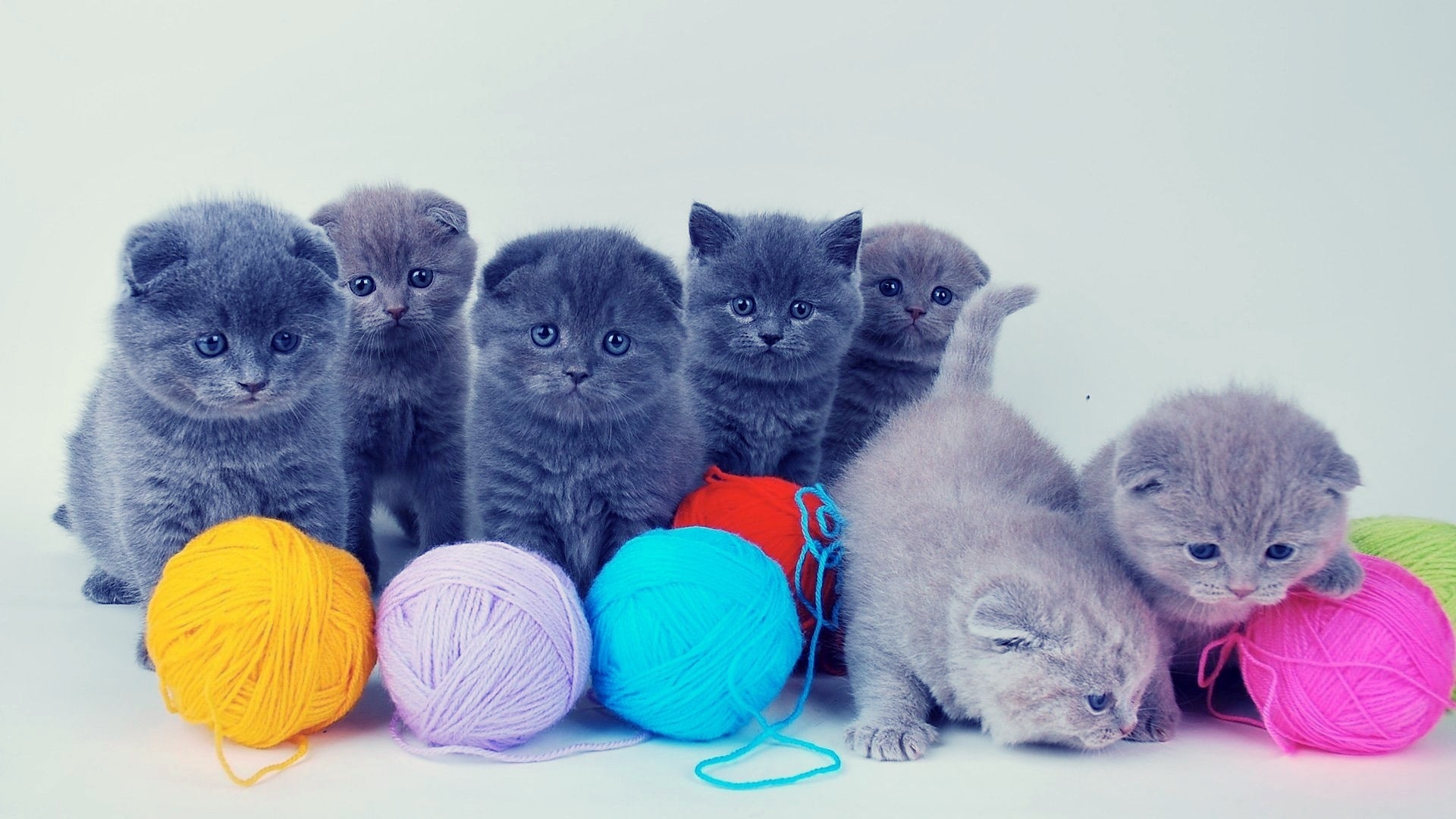 Fluffy Kittens Playing With Yarn - HD Wallpaper 
