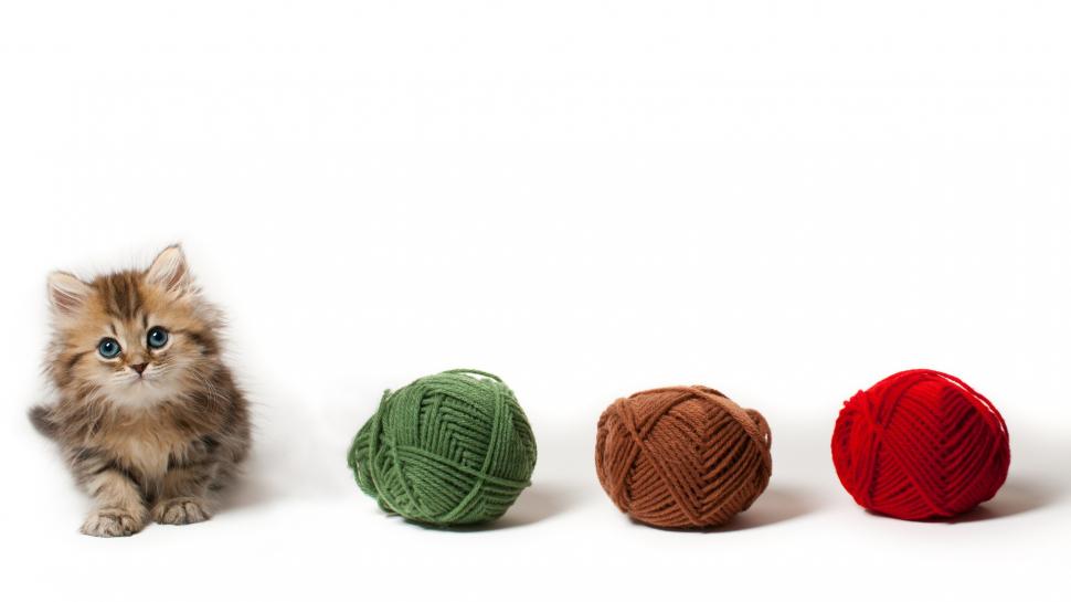 Kitten Cat Yarn Hd Wallpaper,animals Hd Wallpaper,cat - Cat Yarn - HD Wallpaper 