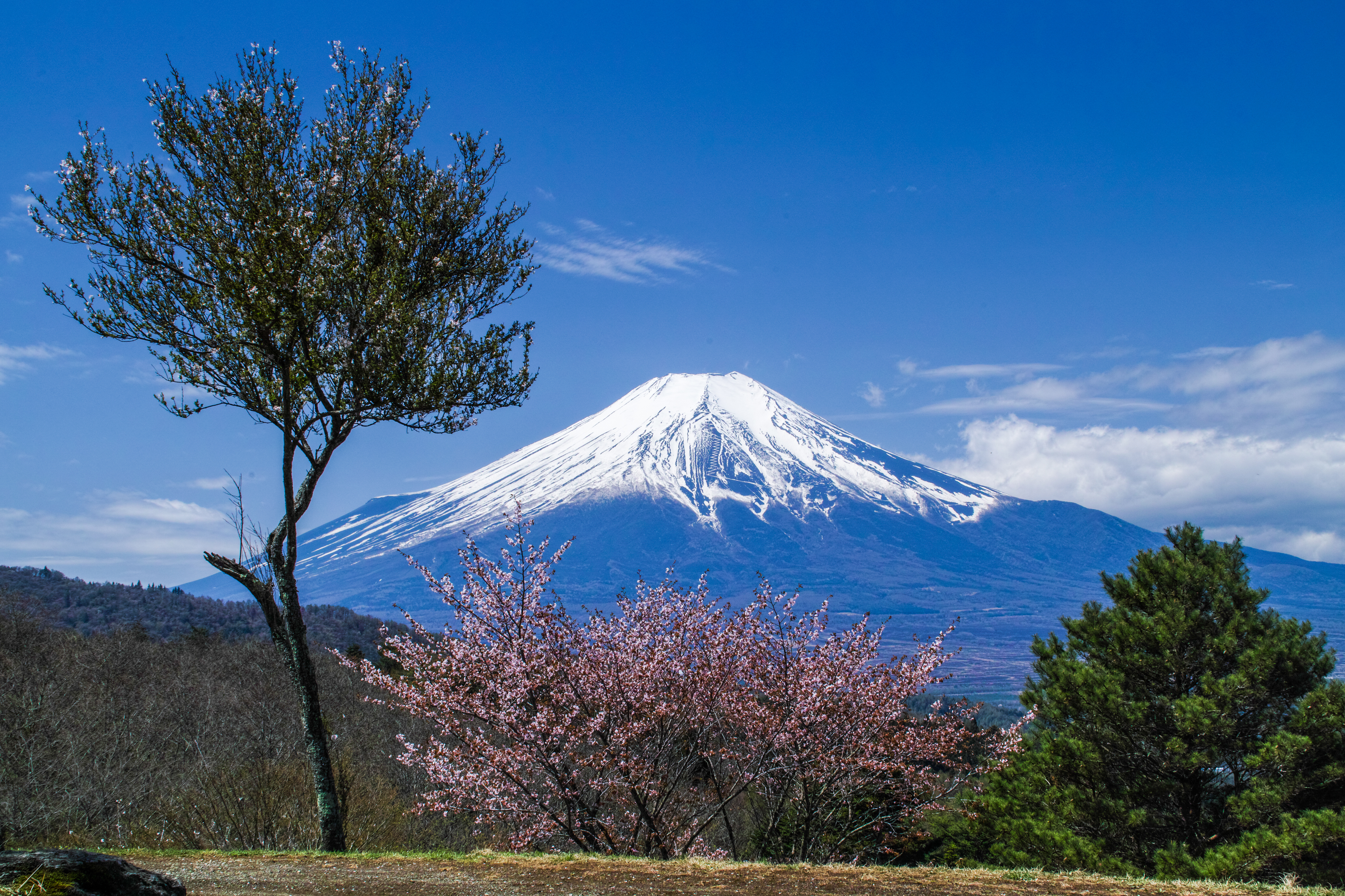 Cherry Blossom Wallpaper Mount Fuji - HD Wallpaper 
