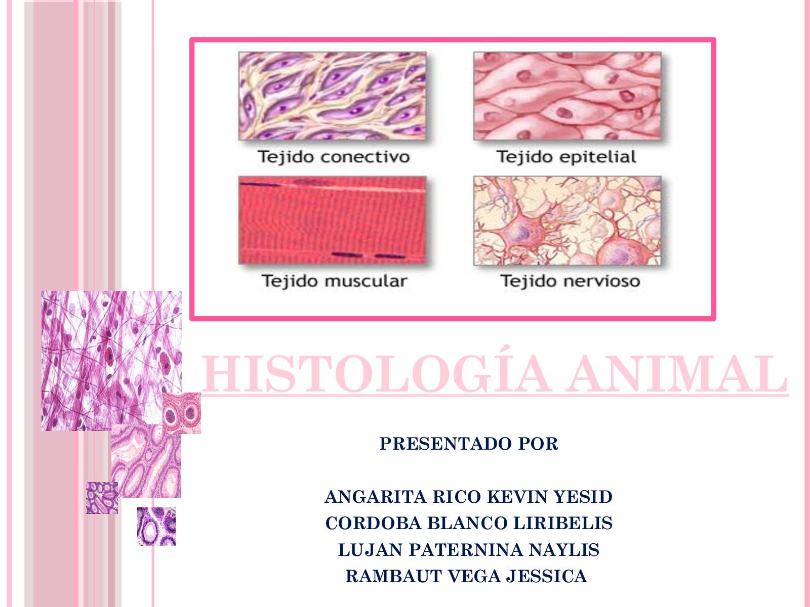 Structure Of Tissue Cells - HD Wallpaper 