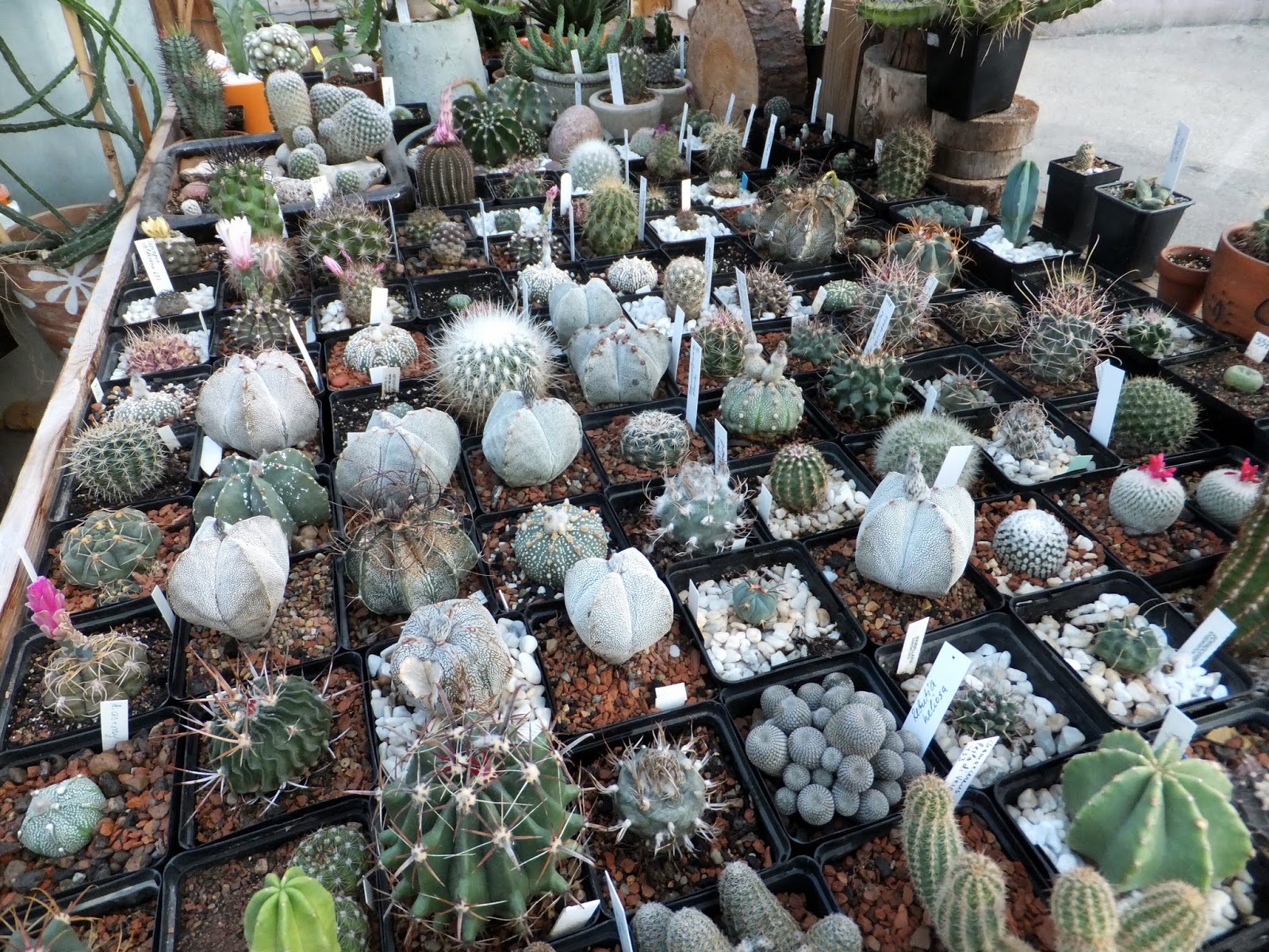 San Pedro Cactus - HD Wallpaper 