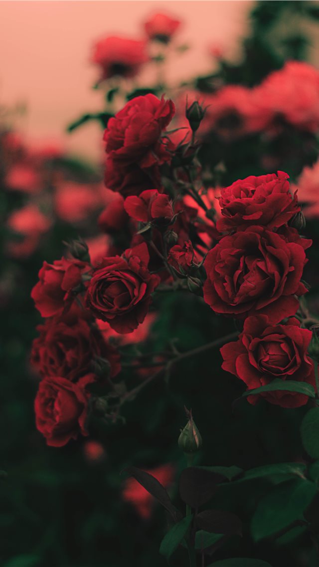 Iphone Wallpaper Flowers - HD Wallpaper 