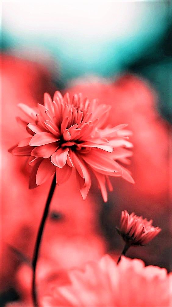 Aesthetic Wallpaper Flowers - HD Wallpaper 