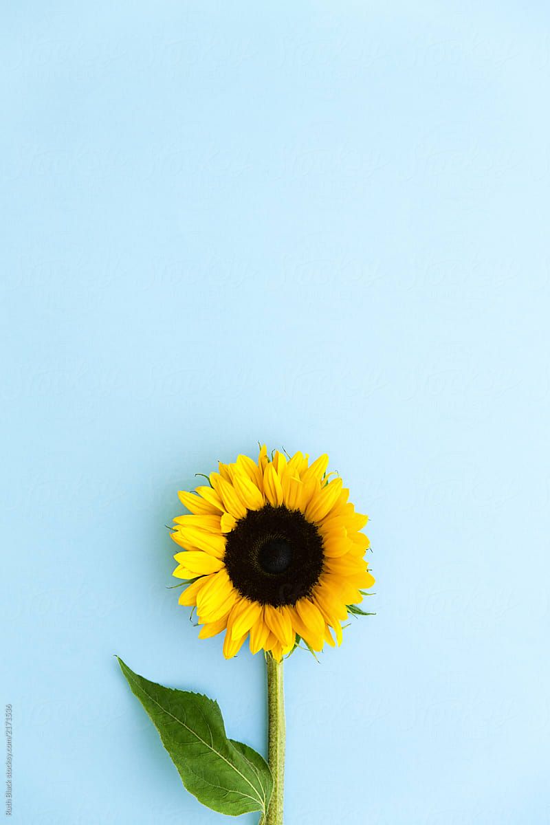 Sunflower Blue Background - HD Wallpaper 