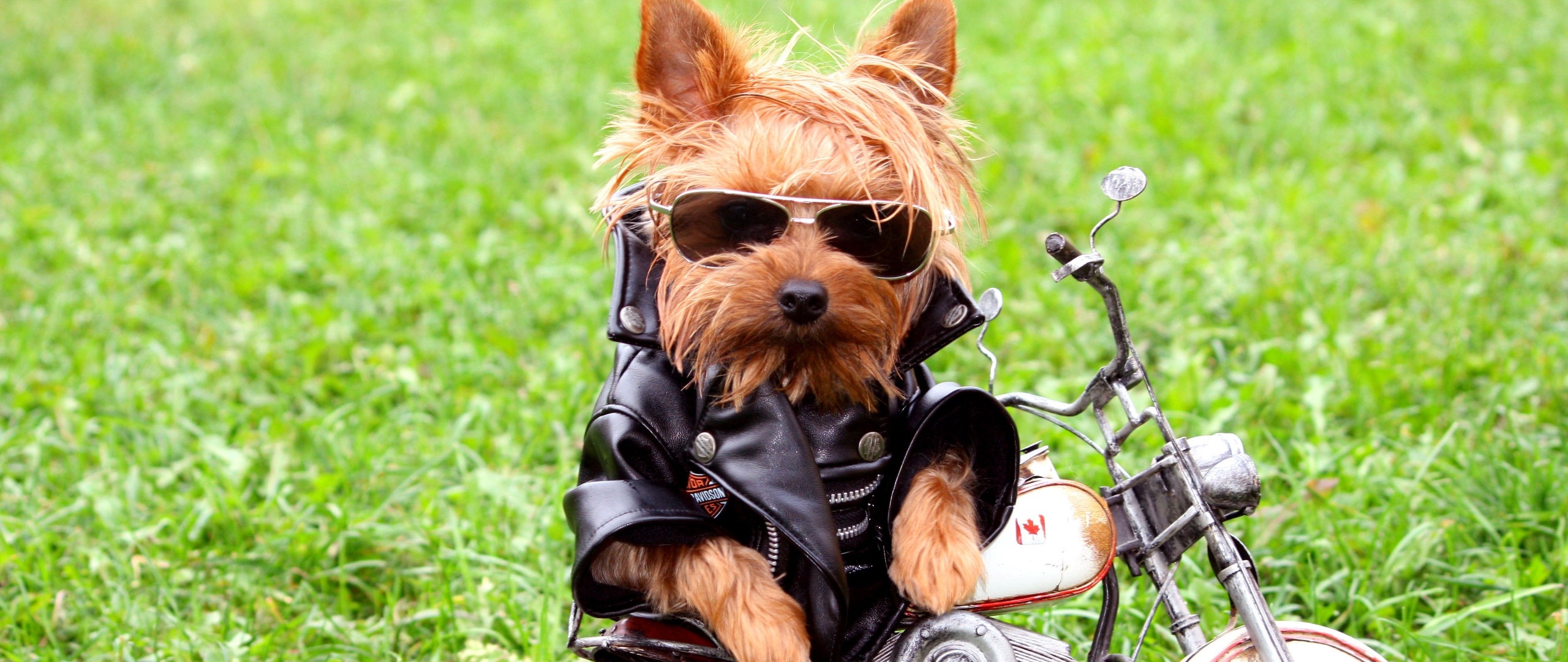 Wallpaper Dog, Biker, Jackets, Leather Jackets, Grass, - Yorkshire Biker - HD Wallpaper 