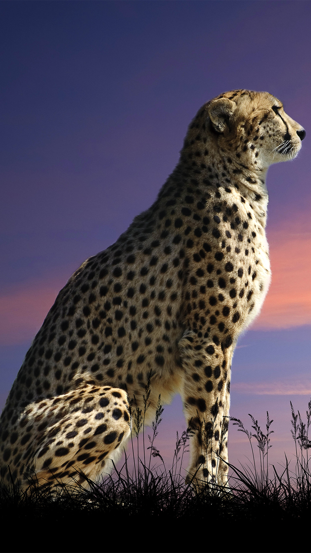 Desktop Wallpaper Cheetah Hd - HD Wallpaper 