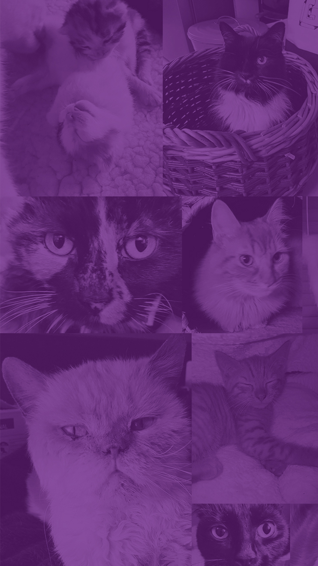 Kitten - HD Wallpaper 