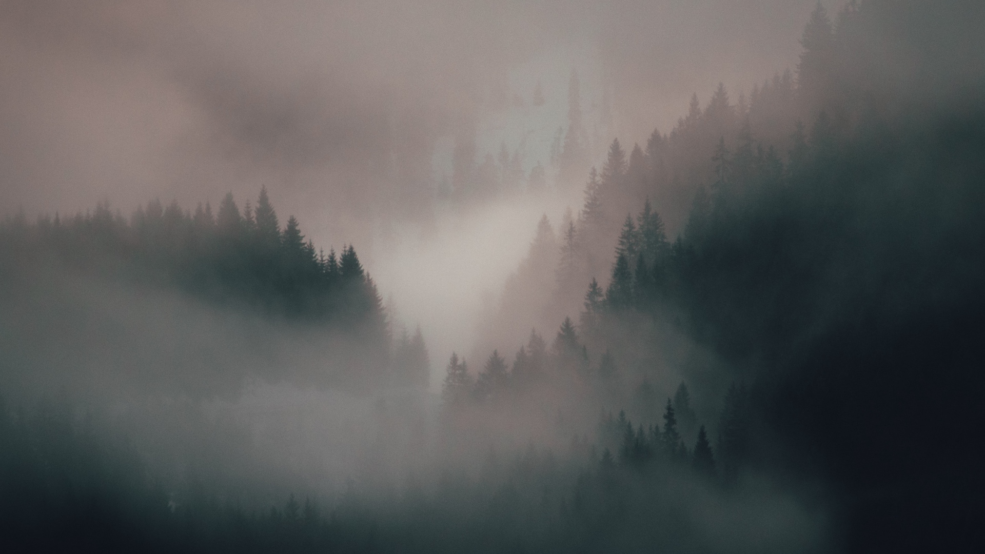 Wallpaper Fog, Forest, Trees, Hills - Mist - HD Wallpaper 