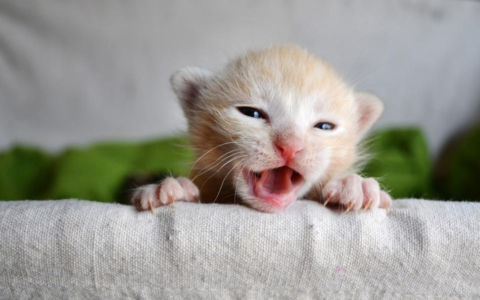 Kitten, Baby, Pickle Wallpaper,baby Hd Wallpaper,kitten - Cat - HD Wallpaper 