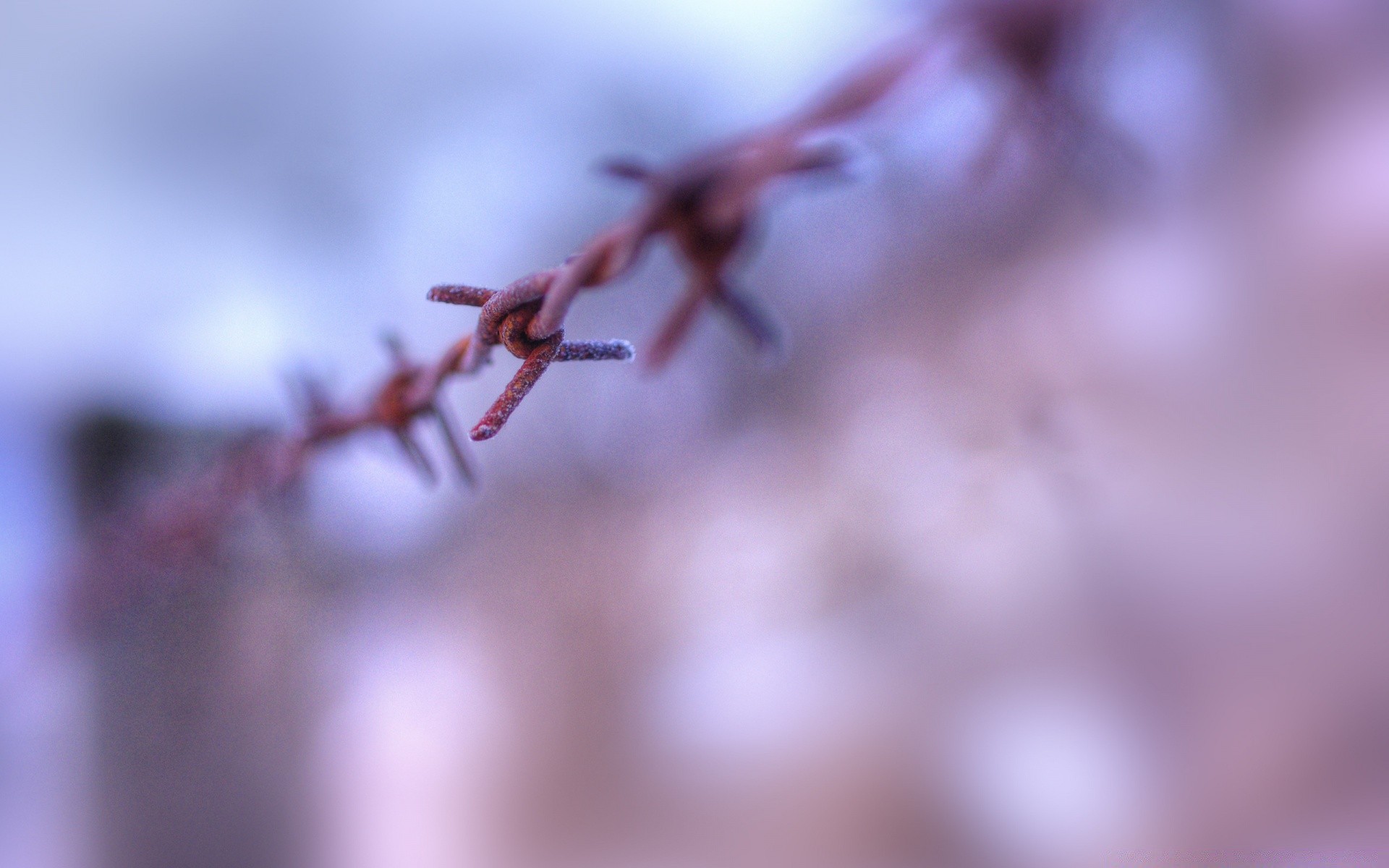 Macro Blur Dof Nature Outdoors Focus - Wallpaper - HD Wallpaper 