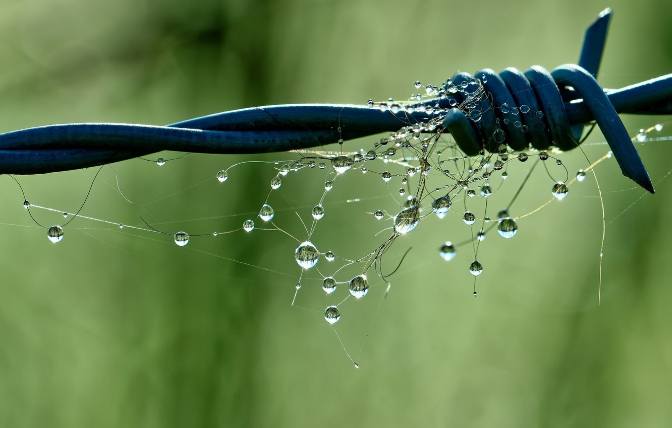 Photo Wallpaper Drops, Macro, Barbed Wire - Macro Photography - HD Wallpaper 