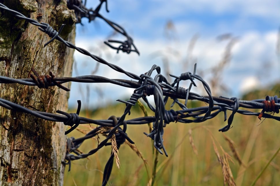 Barbed Wire Tied On Brown Wooden Post Preview - Barbed Wire Fence In Woods - HD Wallpaper 