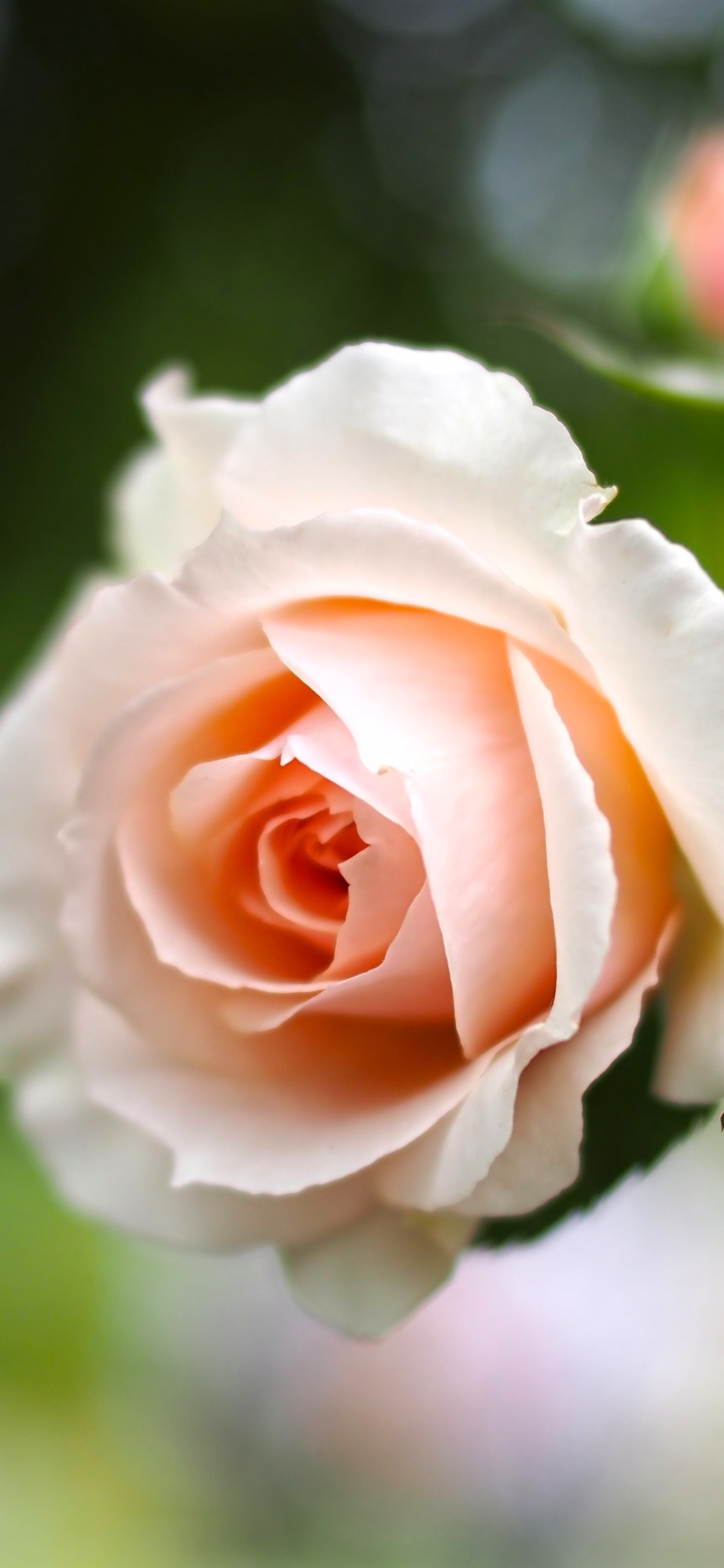 Iphone Wallpaper Light Pink Rose, Green Leaves, Hazy - Geros Dienos Labas Rytas - HD Wallpaper 