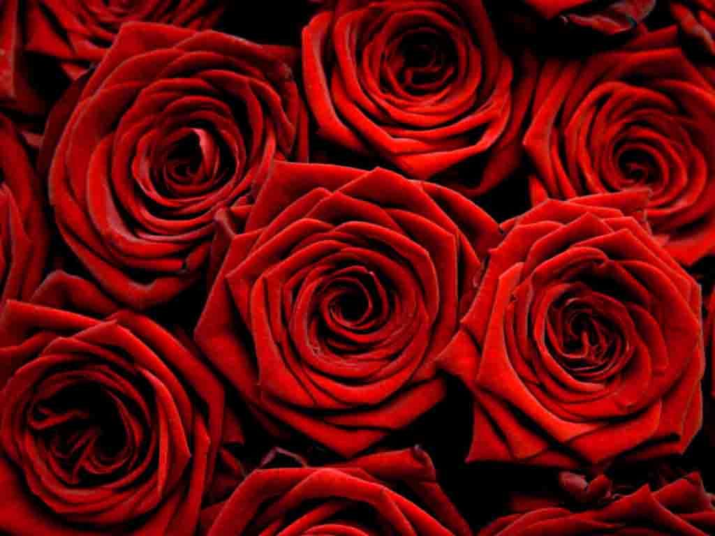 Red Rose - HD Wallpaper 