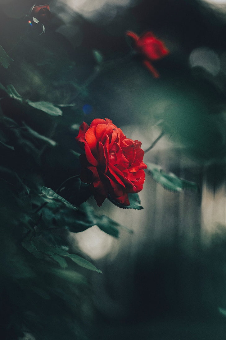 Flower Love Shayari With Rose - HD Wallpaper 