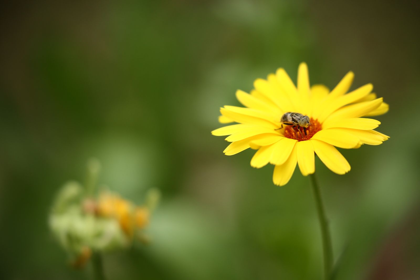 Nature Flower Insect Petals Wallpaper - HD Wallpaper 