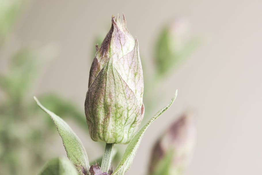 Sage, Sage Flower, Vintage, Bloom, Blossom, Nature, - HD Wallpaper 