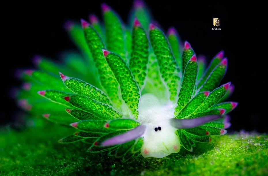 Costasiella Kuroshimae - HD Wallpaper 