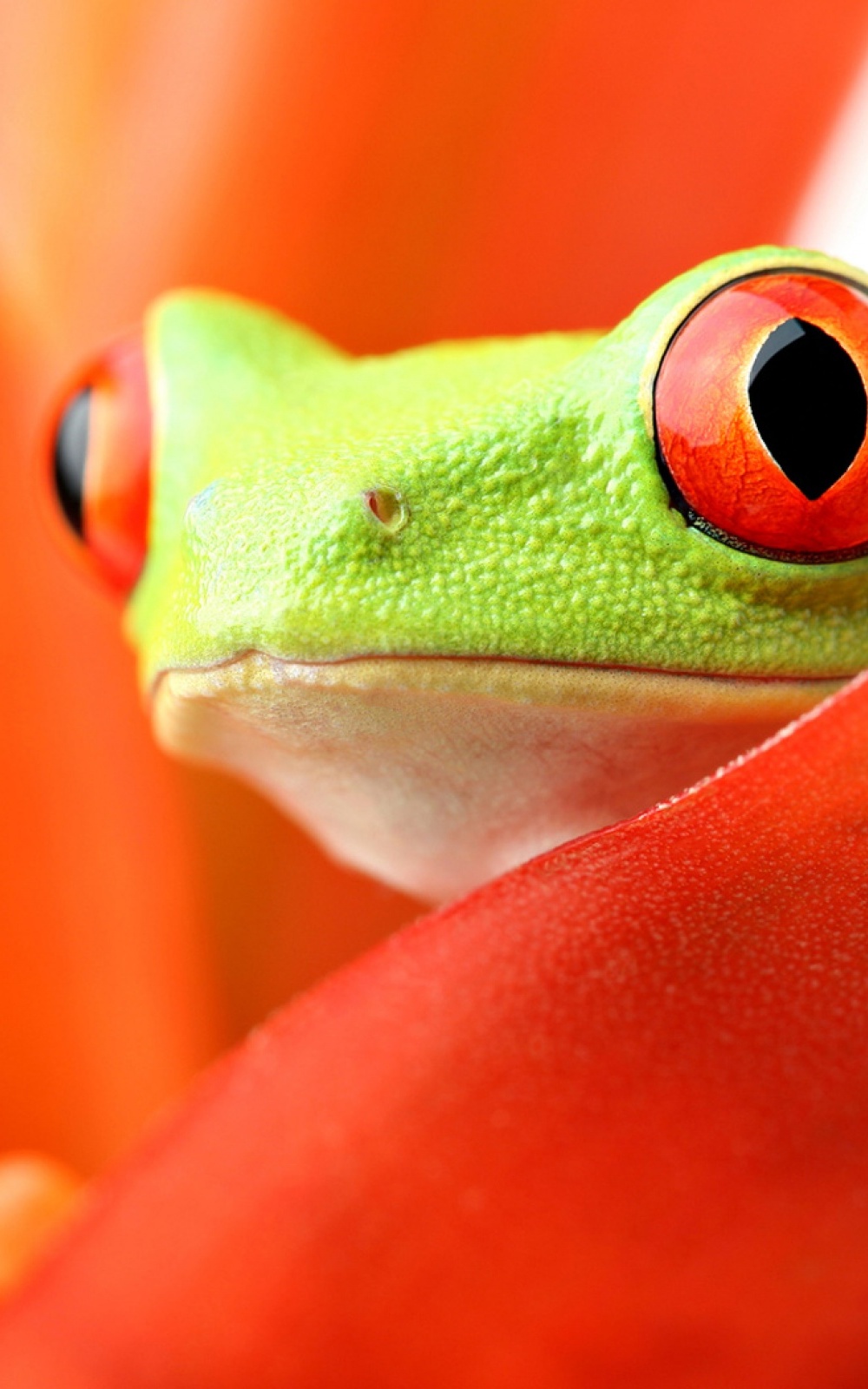 Frog Wallpaper Mobile - HD Wallpaper 