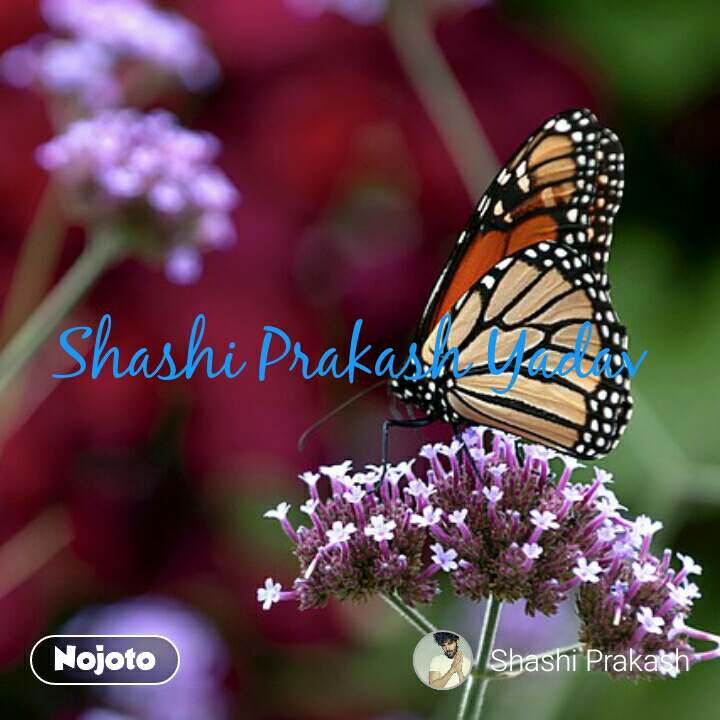 Shashi Prakash Yadav - Monarch Butterfly - HD Wallpaper 