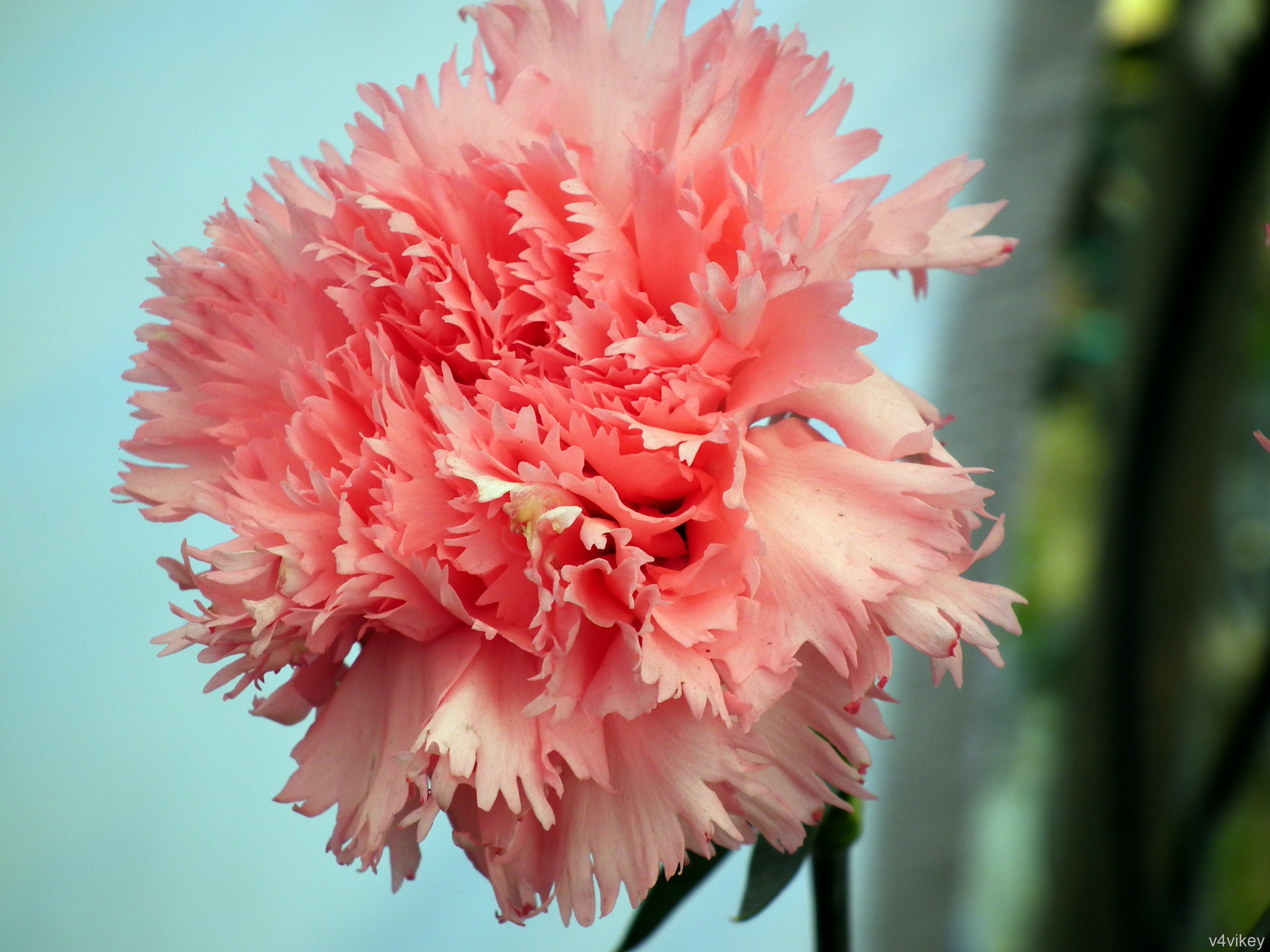 Light Red Carnation Flower 3648x2736 Wallpaper Teahub Io