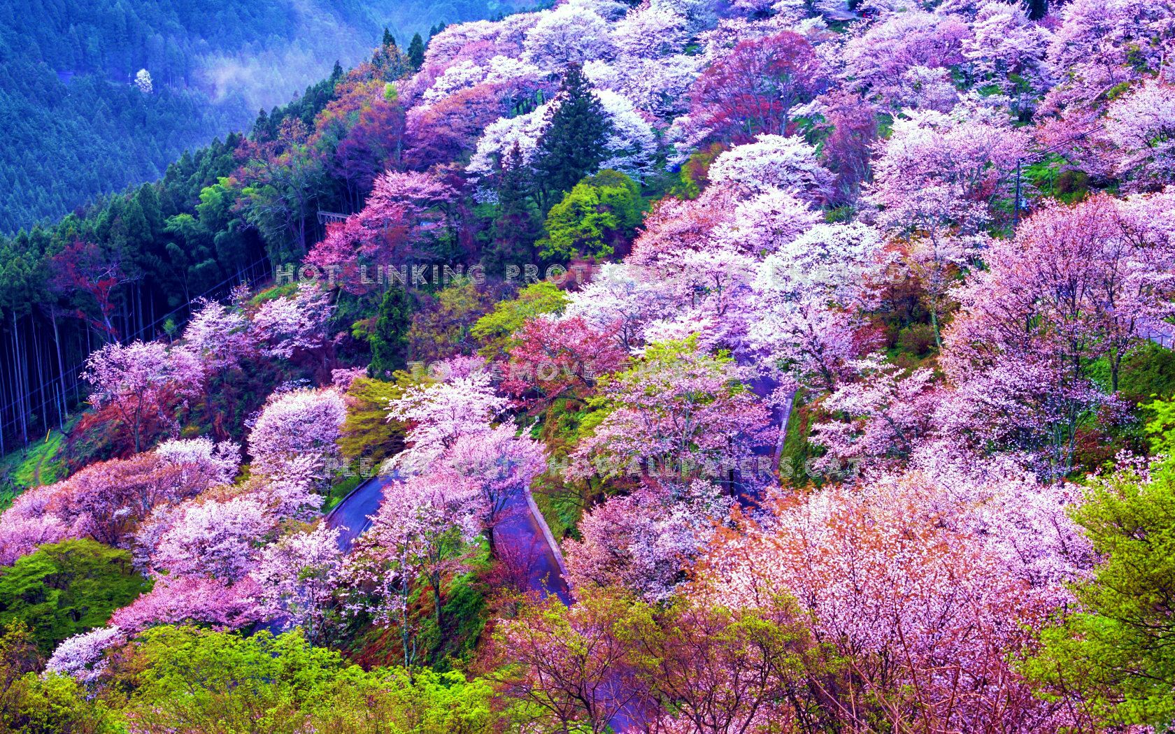 Mount Yoshino Japan Spring Asia Springtime - Mount Yoshino - HD Wallpaper 
