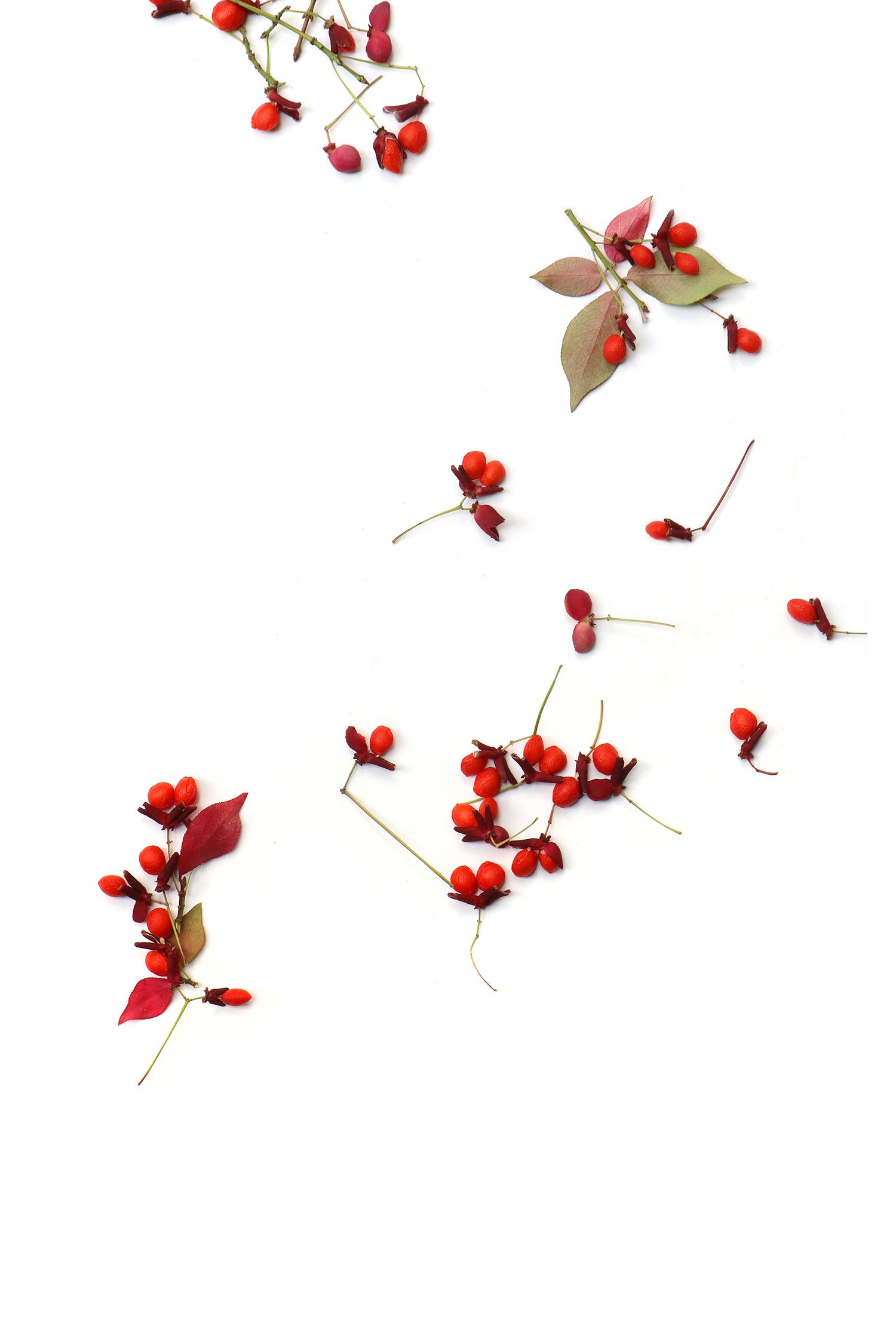 고화질 배경 화면 겨울 나무 열매 - HD Wallpaper 
