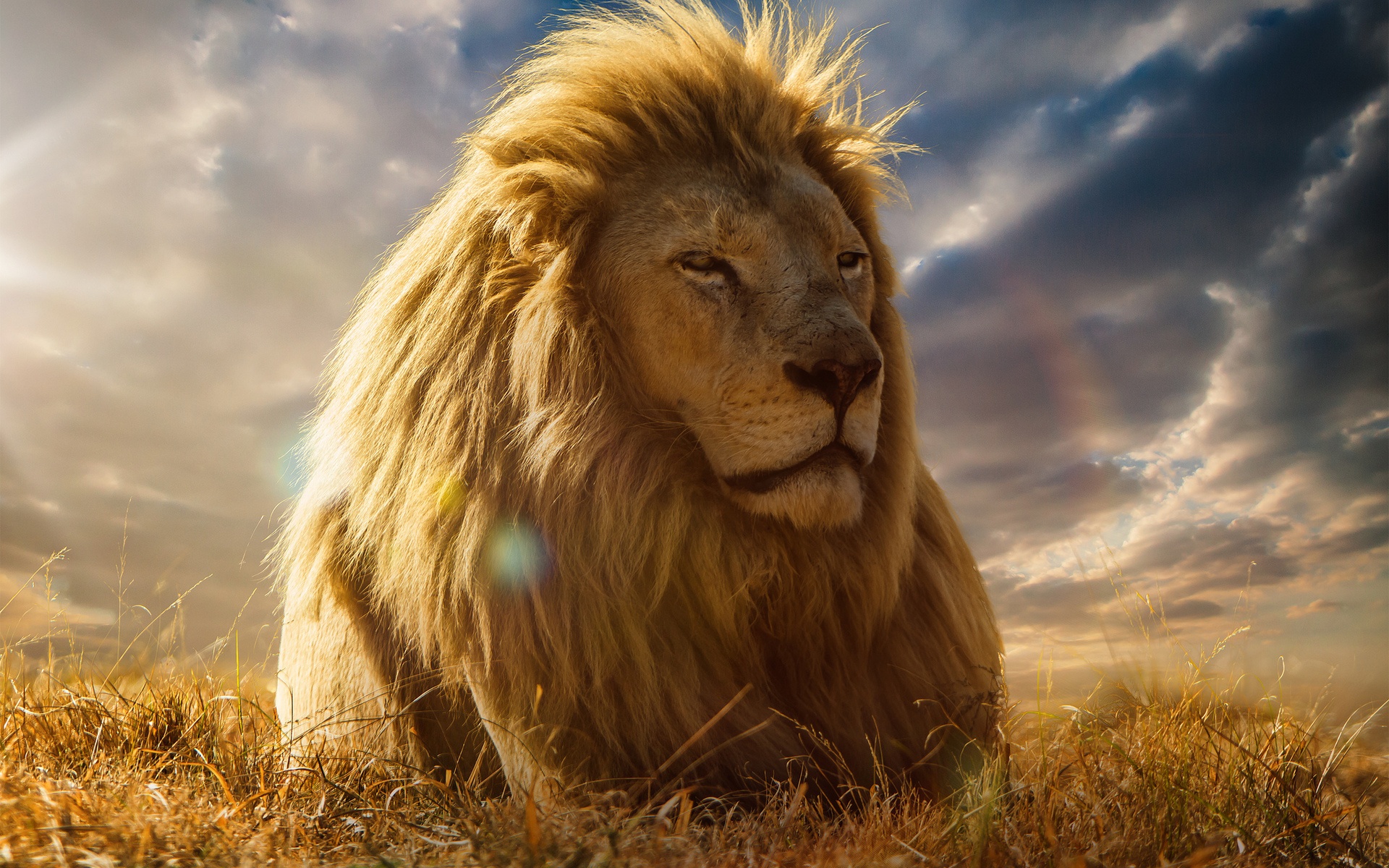 King Of Beasts Lion - Лев Обои Hd - HD Wallpaper 