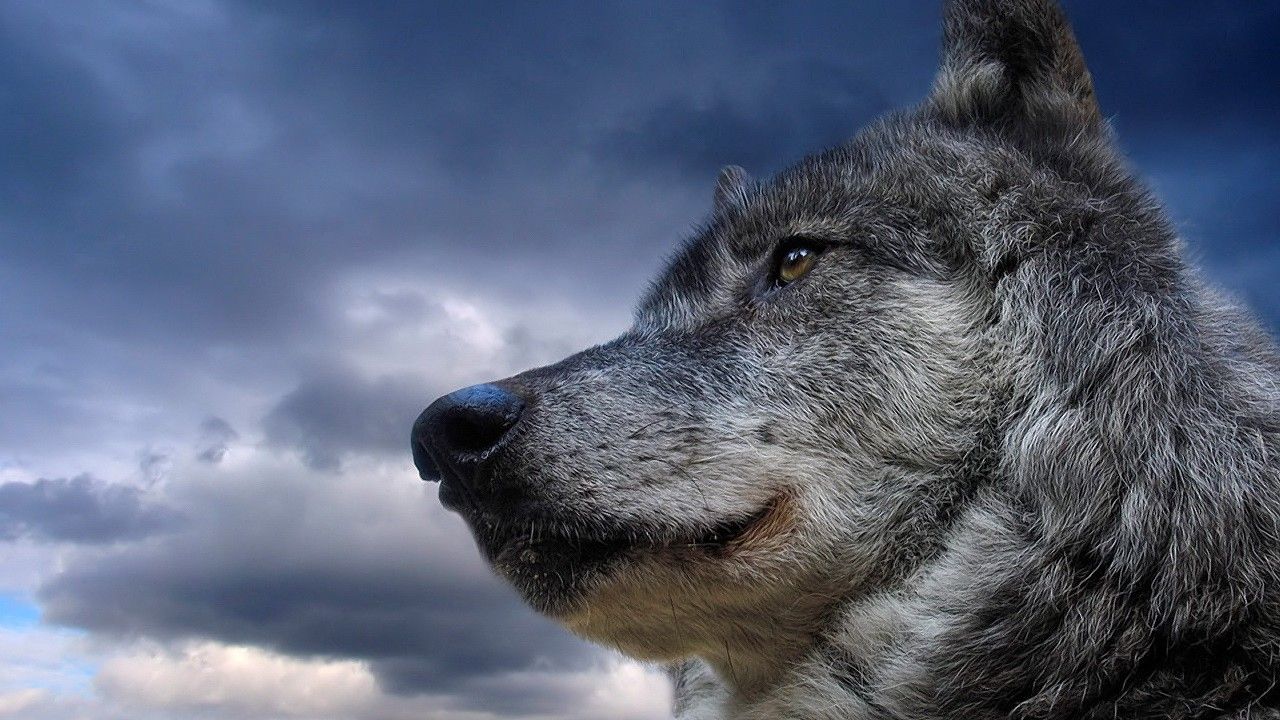 Wolf Old - HD Wallpaper 