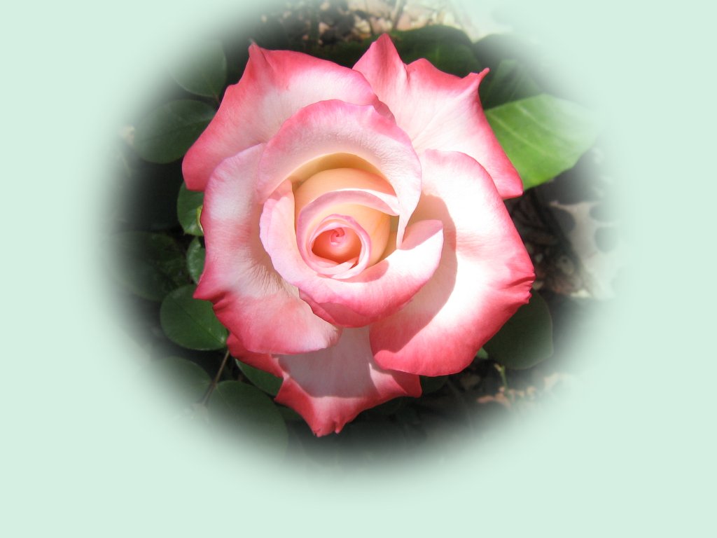 Garden Roses - HD Wallpaper 