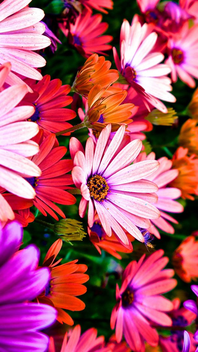 Flowers, 5k, 4k Wallpaper, Hibiscus, Colours - My Soul Shall Be Joyful - HD Wallpaper 