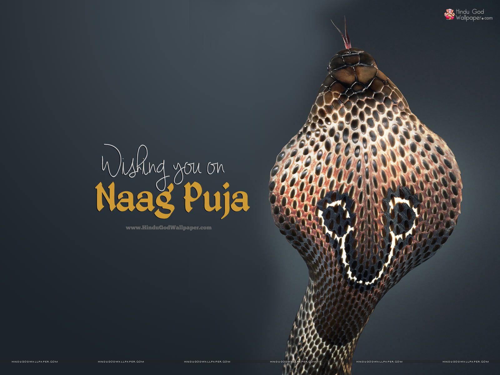 Nag Panchami Images Hd - 1600x1200 Wallpaper Nag Panchami Images Hd - 1600x1200 Wallpaper