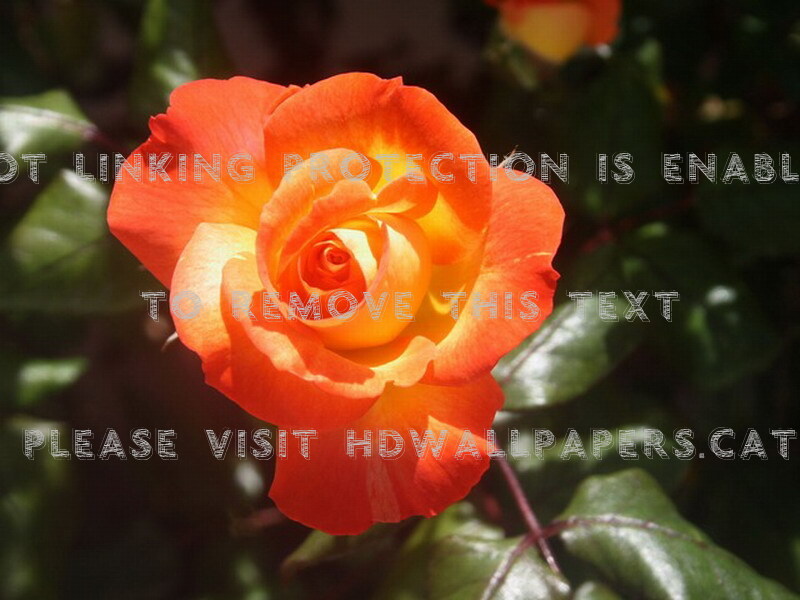 Apricot And Yellow Pretty Rose Nature - Rv Wallpaper 3d - HD Wallpaper 
