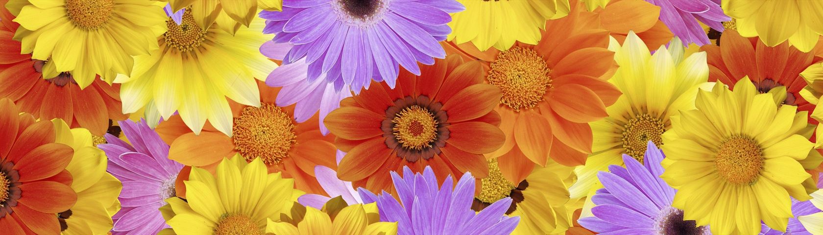 Colourful Flowers - African Daisy - HD Wallpaper 