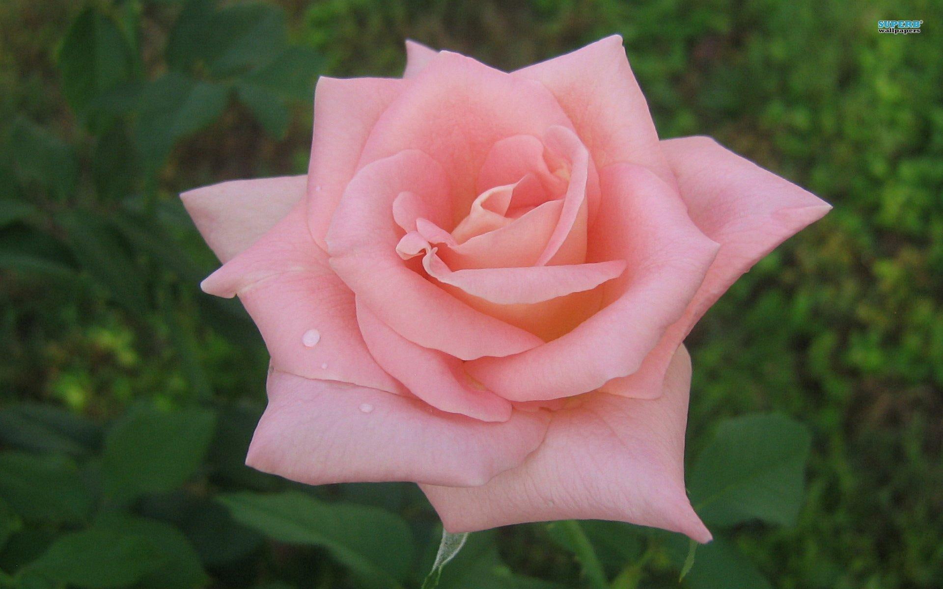 Pretty Rose Wallpapers - HD Wallpaper 