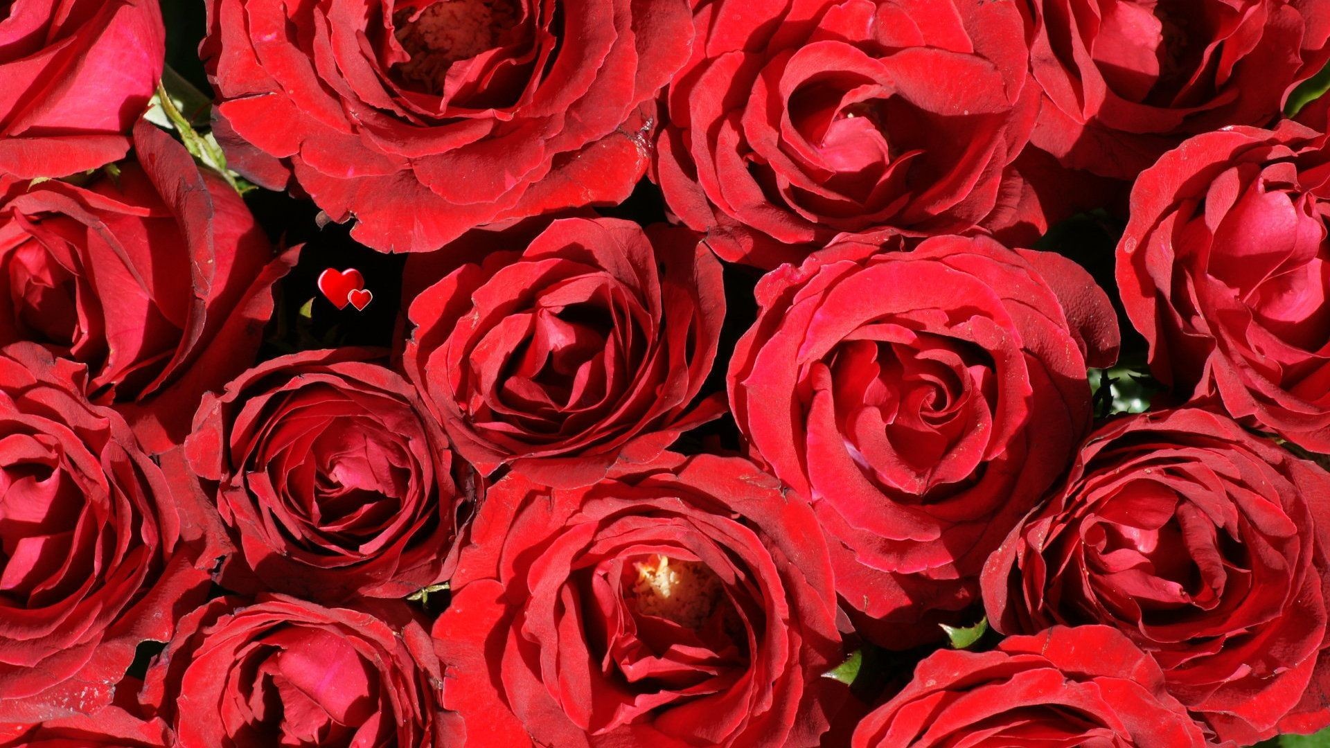 Red Roses, Most Popular Rose, Rose Wallpapers, Beautiful - Red Roses Background - HD Wallpaper 