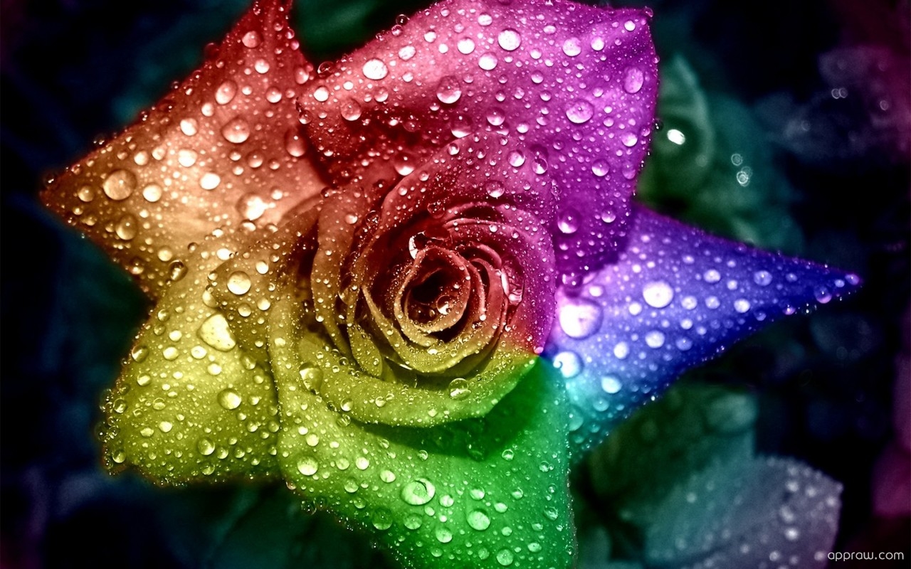 Rainbow Roses With Water - HD Wallpaper 