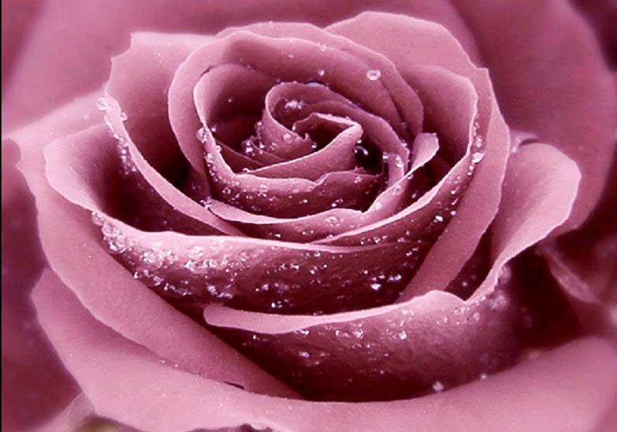 Pretty Rose Backgrounds - HD Wallpaper 