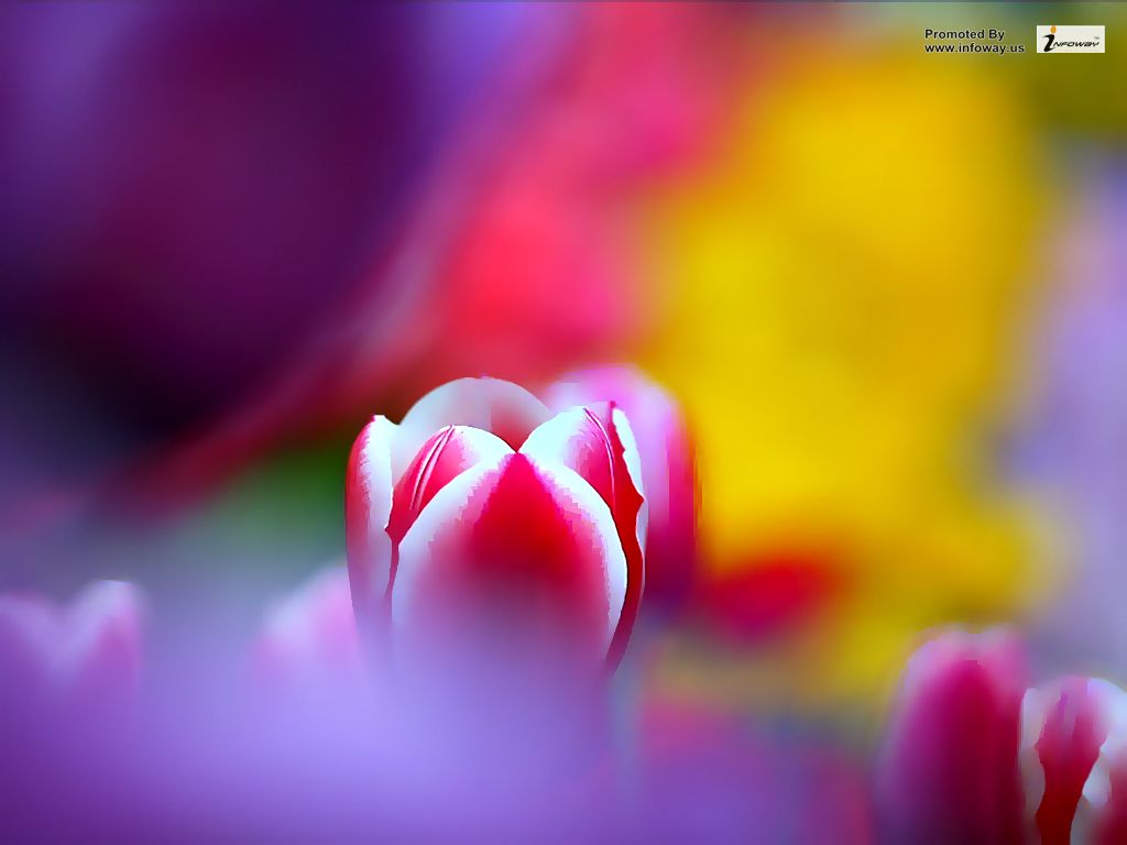 Tulip - HD Wallpaper 