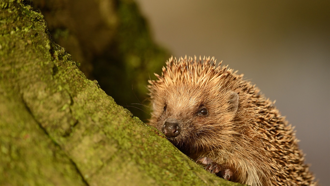 Hérisson Fonds D Écran - HD Wallpaper 