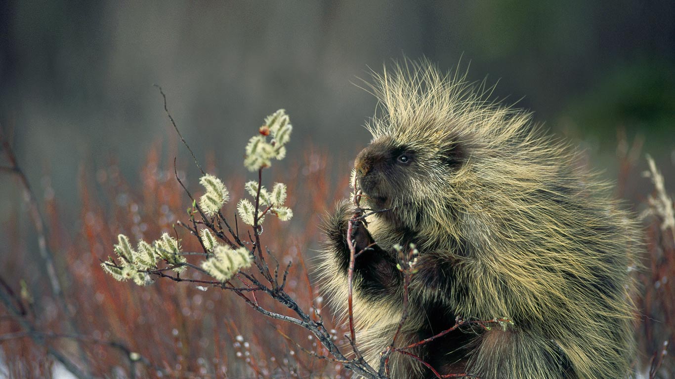 North American Porcupine - Baumstachler - HD Wallpaper 