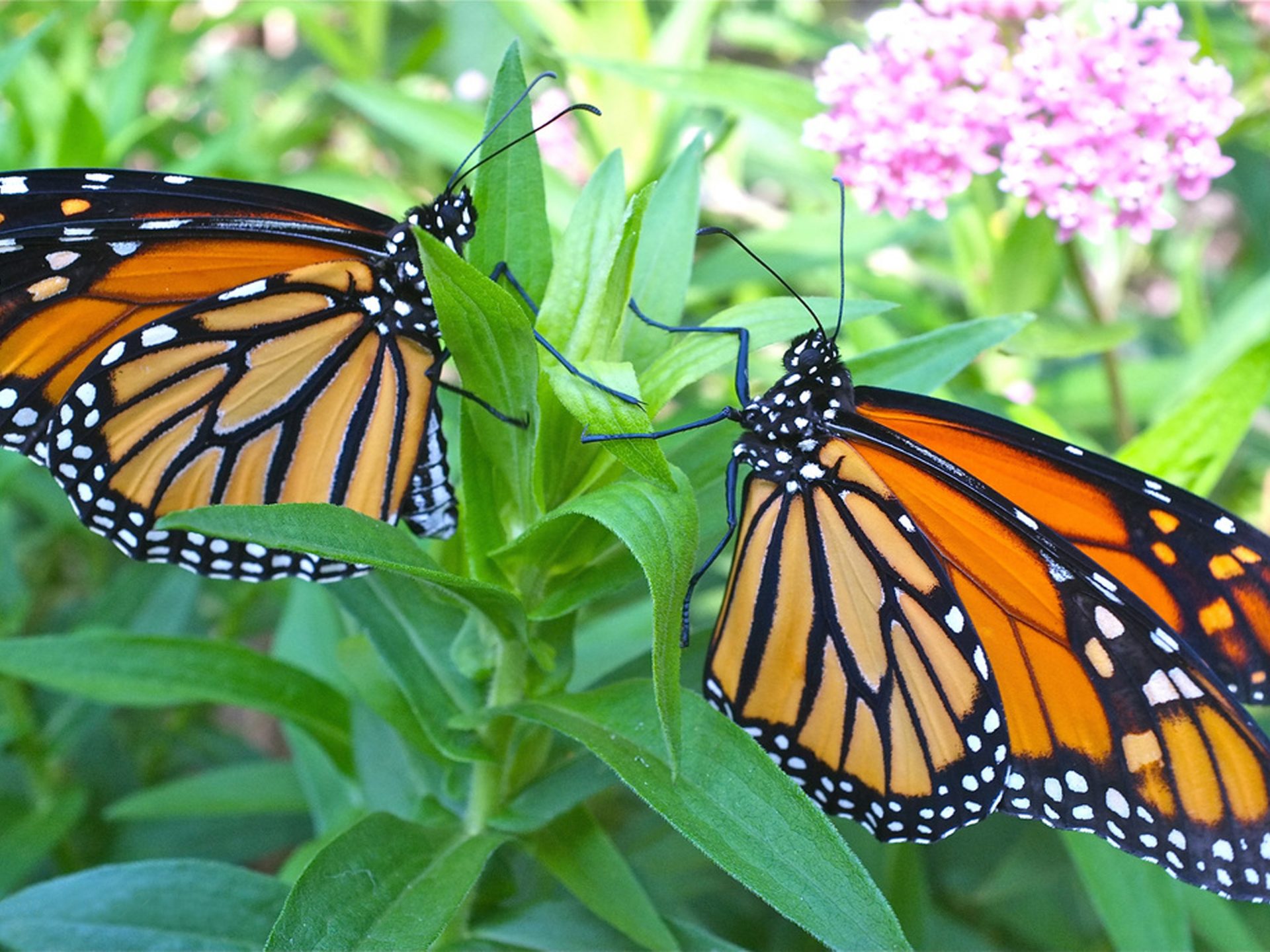 Monarch Butterfly Flower Desktop Backgrounds - HD Wallpaper 