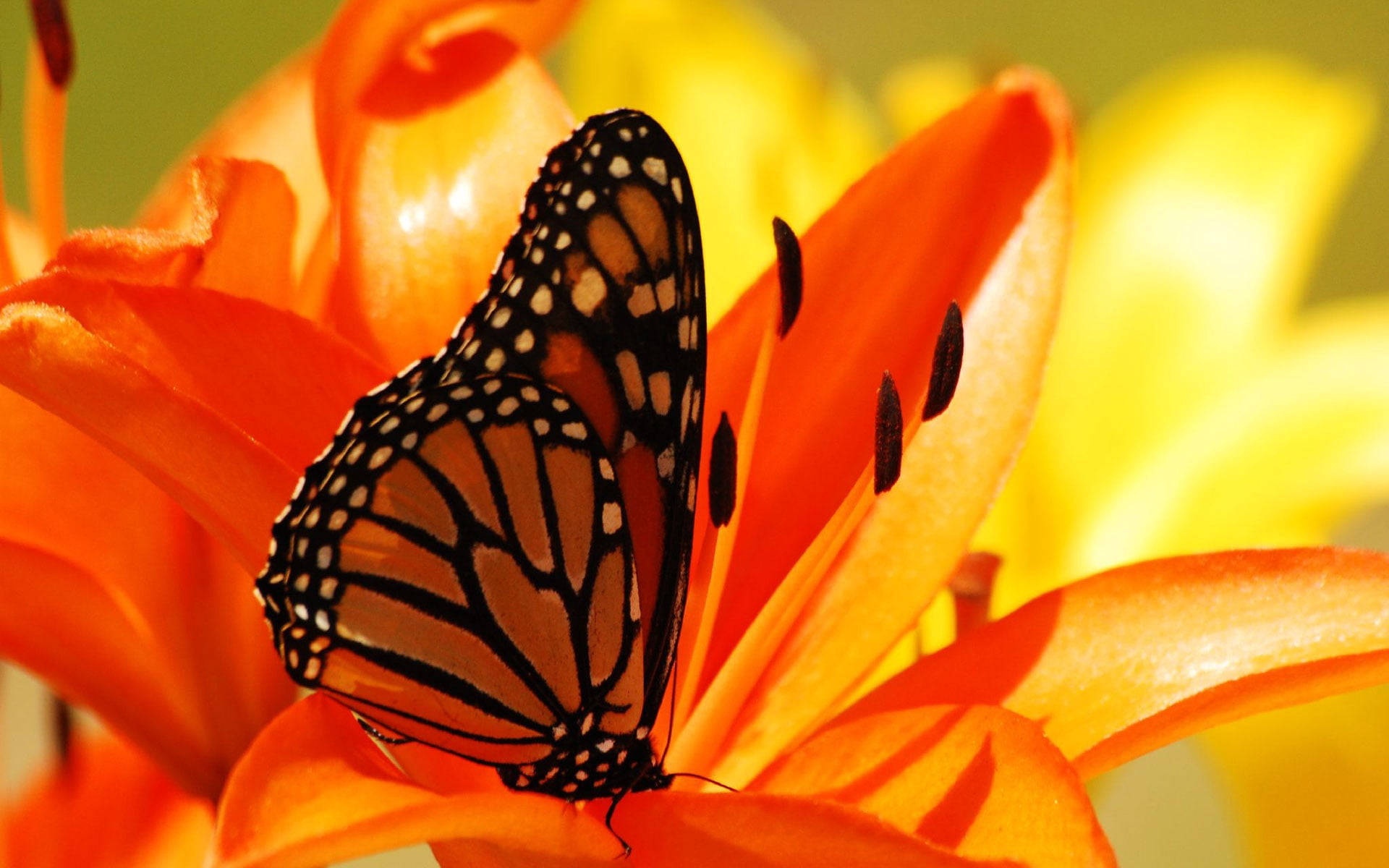 Monarch Butterfly - HD Wallpaper 