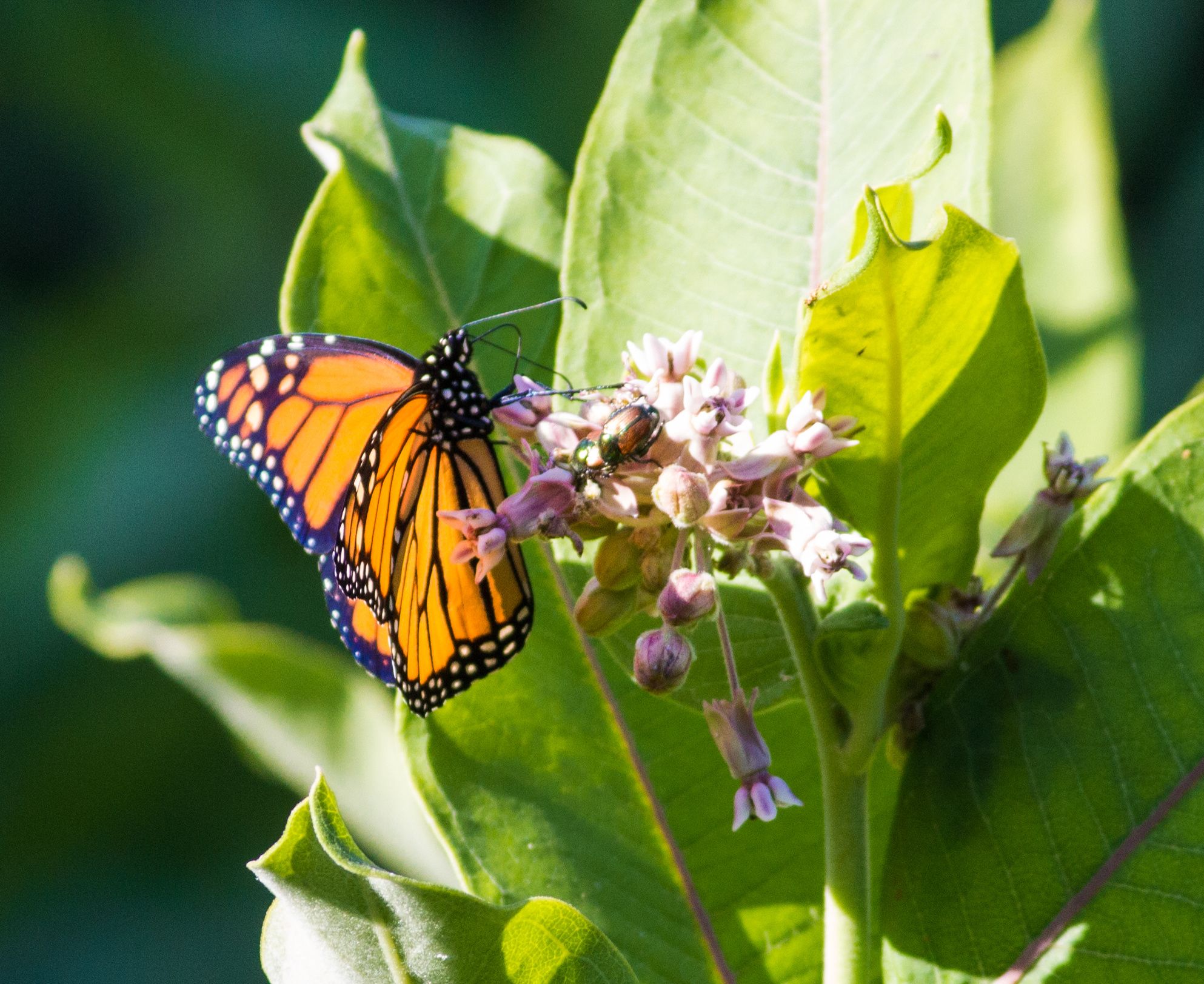 Monarch Butterfly - HD Wallpaper 